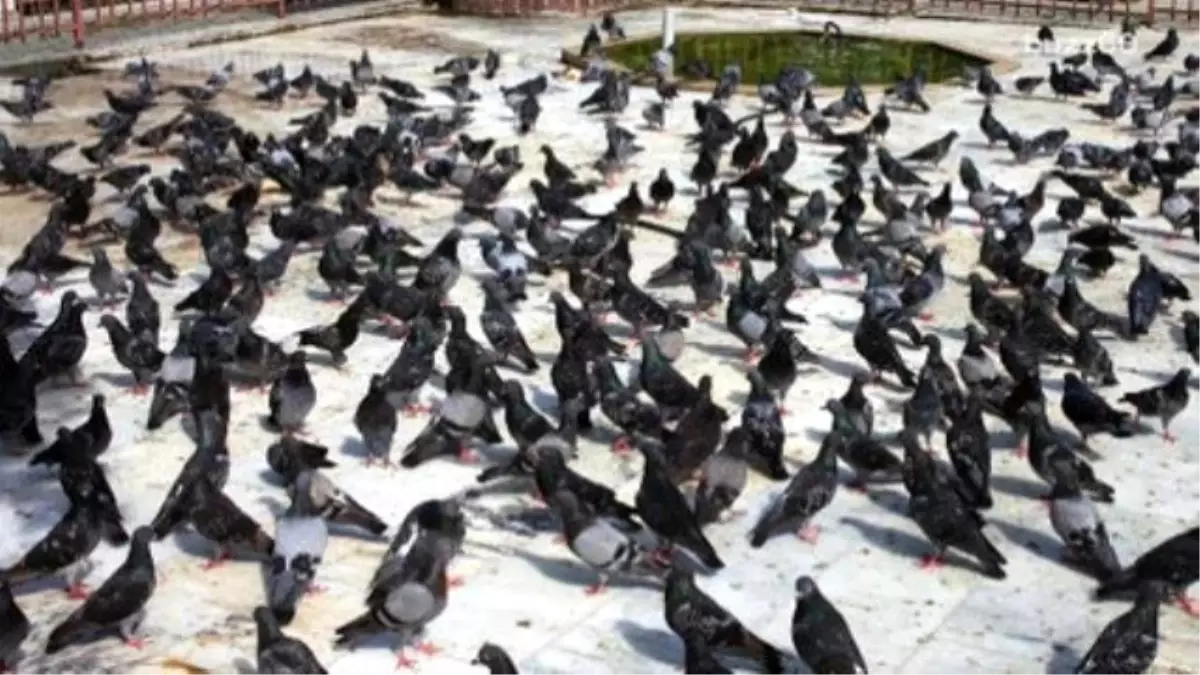 Pigeons Lead Cops To $70,000 Marijuana Grow House Bust