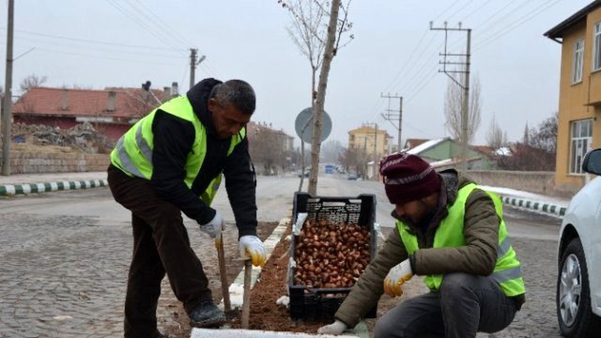 Rengârenk Bir Bünyan İçin 10 Bin Lale Soğanı Toprakla Buluşuyor