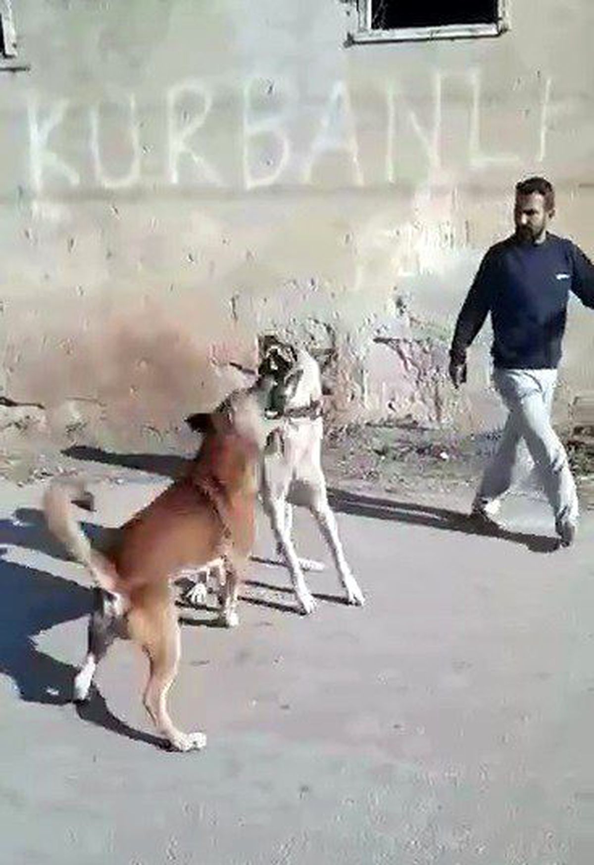 Sokak Köpeği ile Köpeğini Dövüştüren Genç, Tepki Çekti