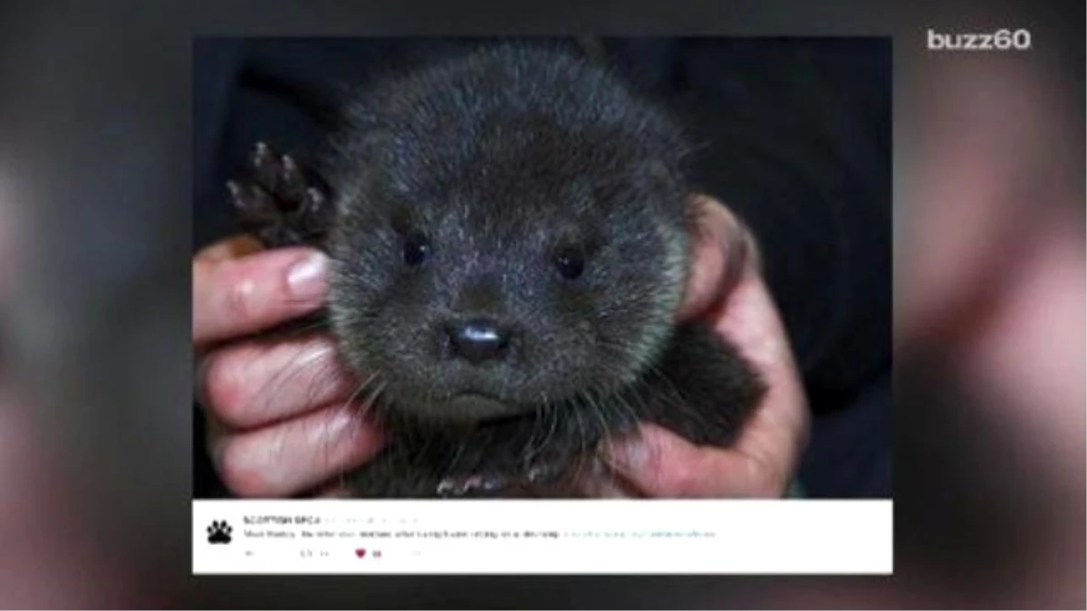 This Baby Otter Found Crying On A Doorstop İs Too Cute To Miss