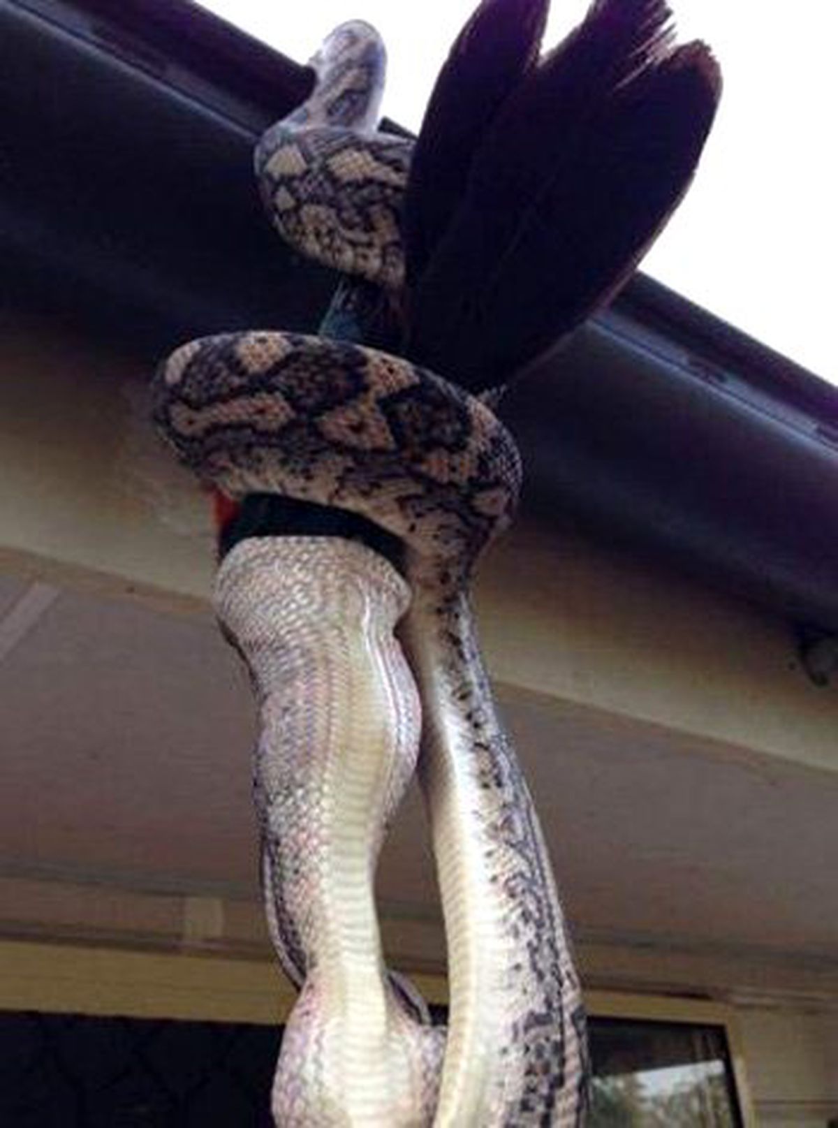 Piton, Çatıdan Sarkıp Evin İçindeki Kuşu Yedi!