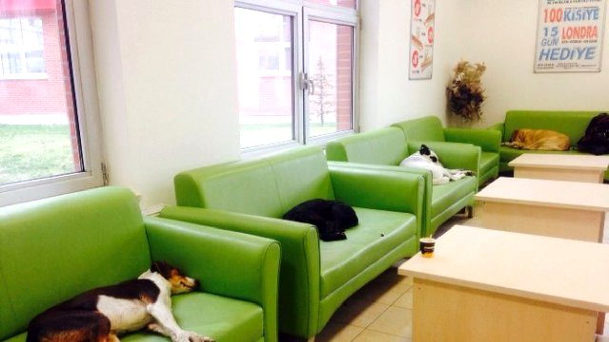 Her Köpeğe Bir Kanepe Projesi