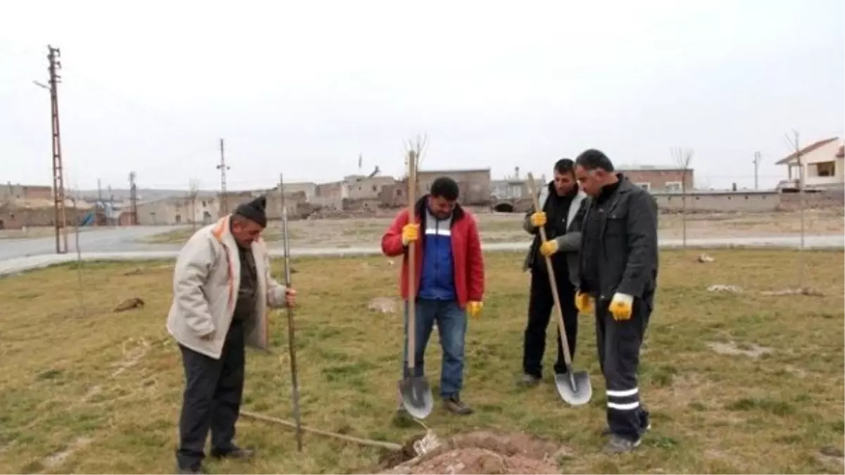 İncesu Belediyesi Yeşil Bir İncesu İçin Ağaçlandırma Çalışmalarına Devam Ediyor