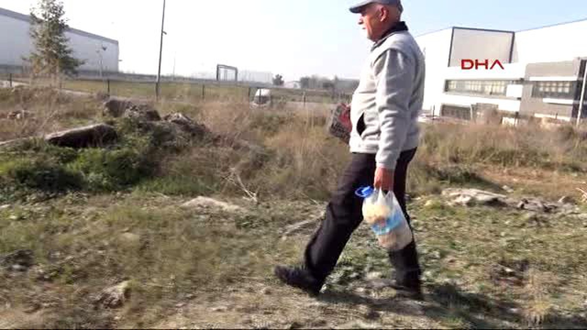 Manisa - Sokak Hayvanları Yolunu Gözlüyor