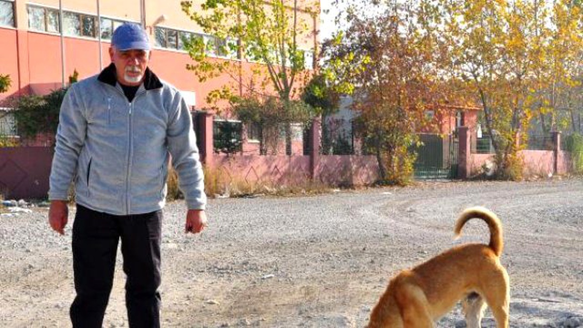 Sokak Hayvanları Yolunu Gözlüyor