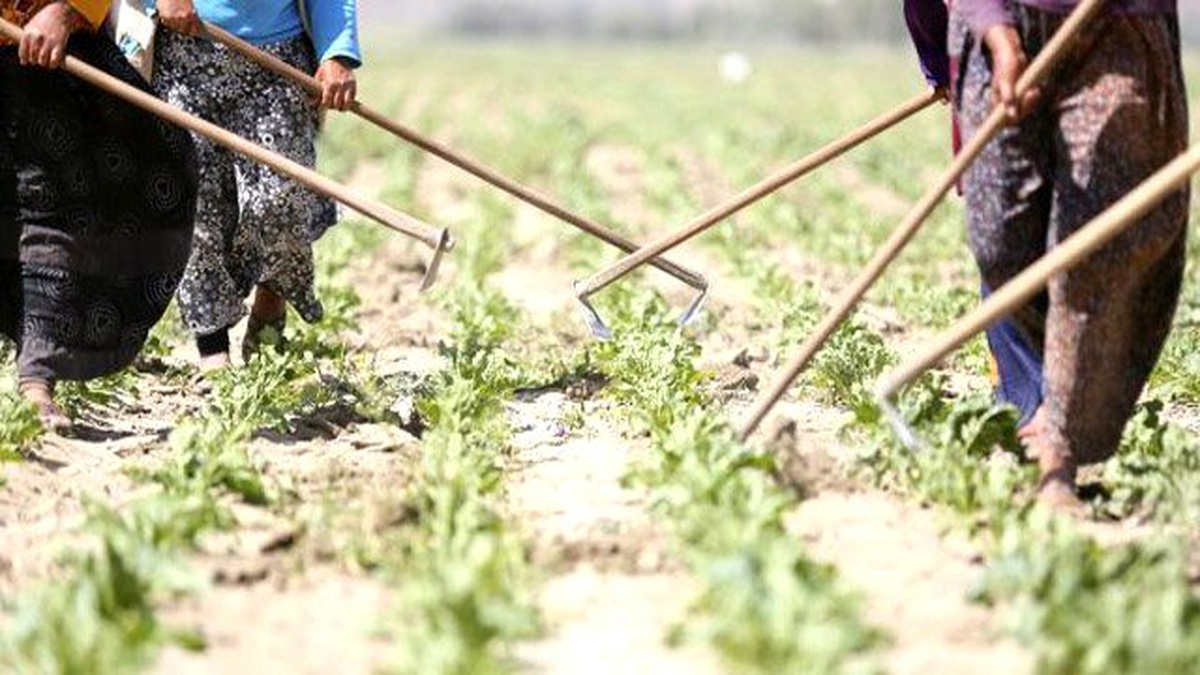Tarımda İstihdam Geçen Yıla Göre Arttı