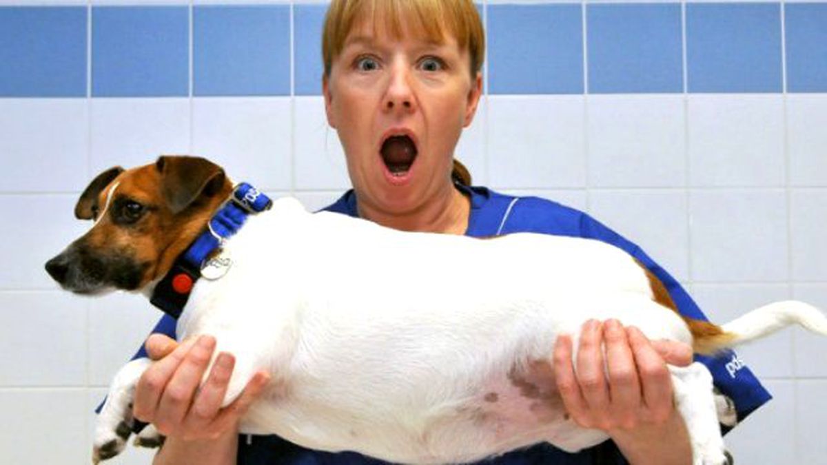 İngiltere'de Bir Fitness Salonu, Obez Hayvanları Zayıflatıyor