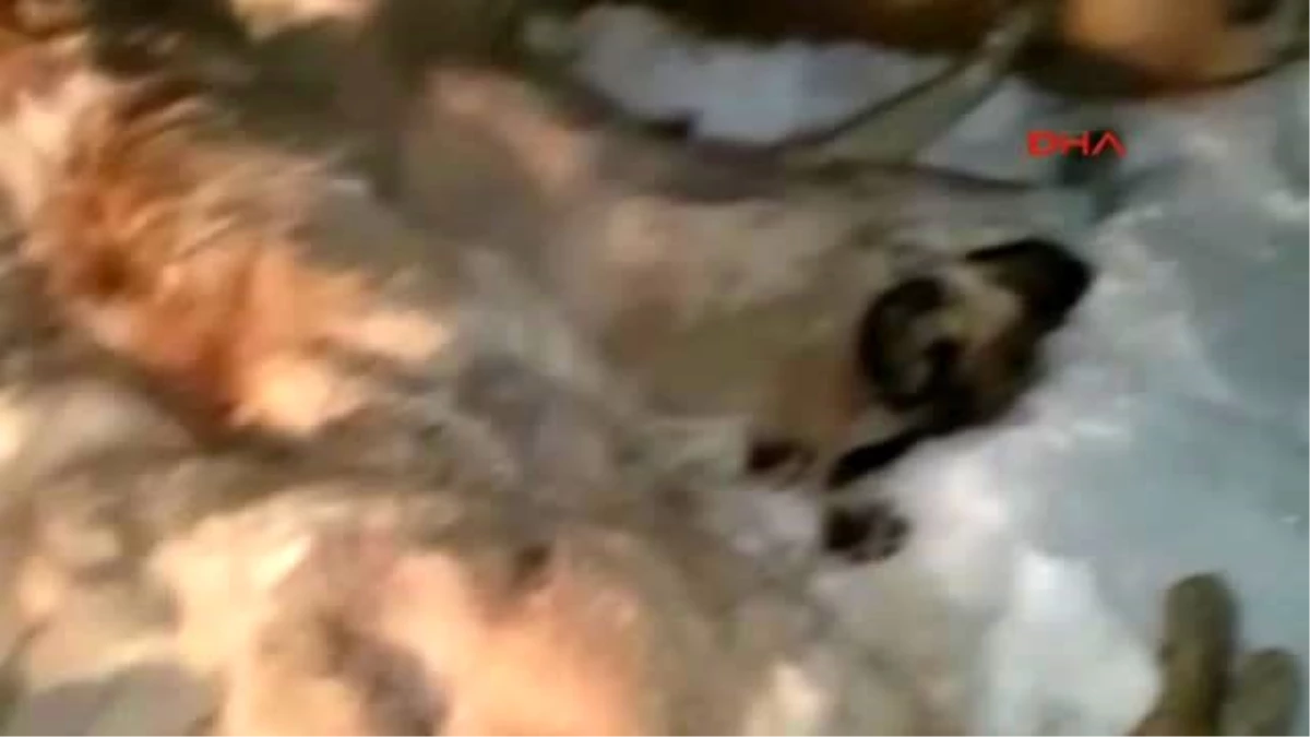 Kastamonu\'da 9 Köpek Ölü Olarak Bulundu