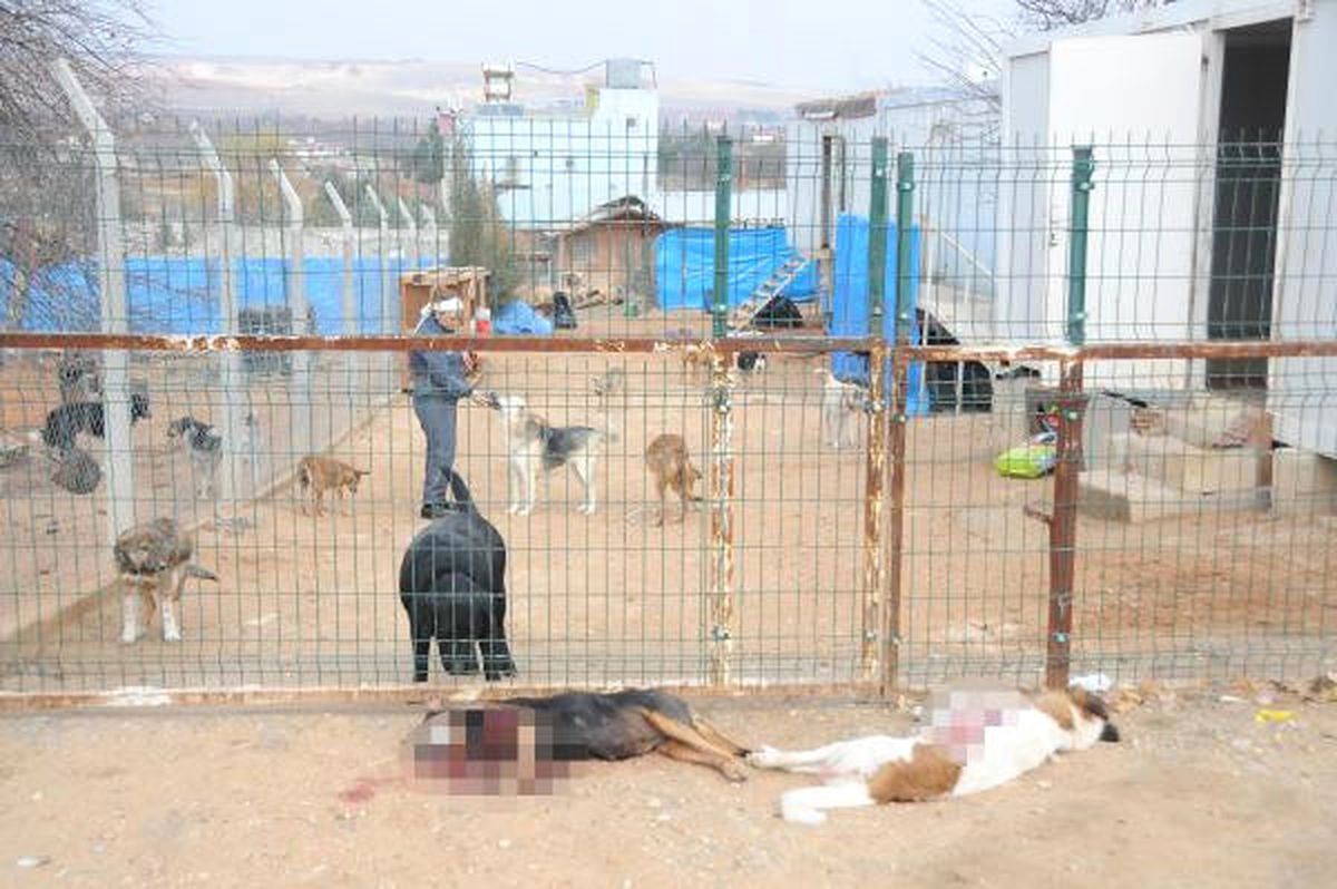 Barınaktaki 2 Köpeği Tüfekle Vurdular