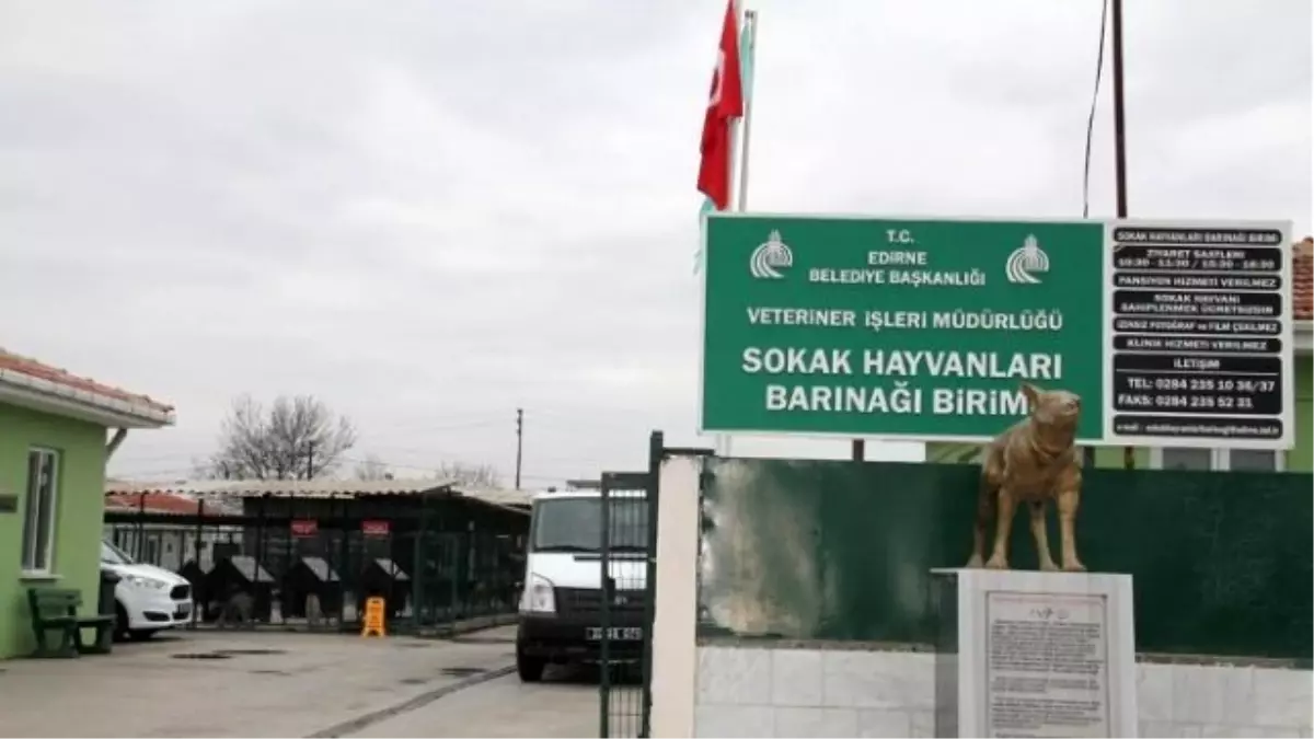 Can Dostları Yeni Sahiplerini Bekliyor