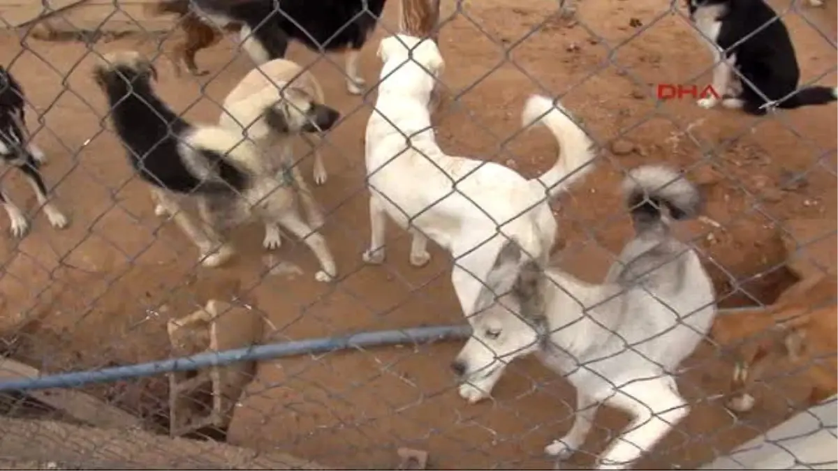 Gaziantep - Barınaktaki 2 Köpeği Tüfekle Vurdular