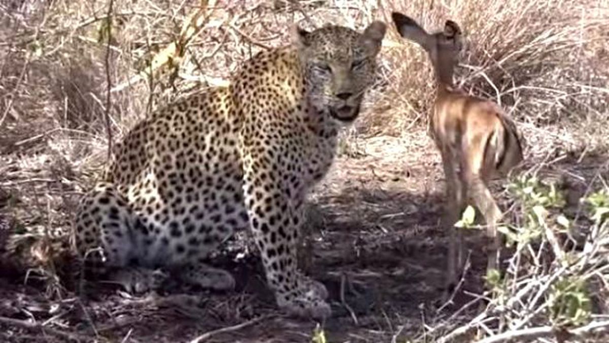 Leopar, Yakaladığı Yavru İmpalayı Öldürmedi