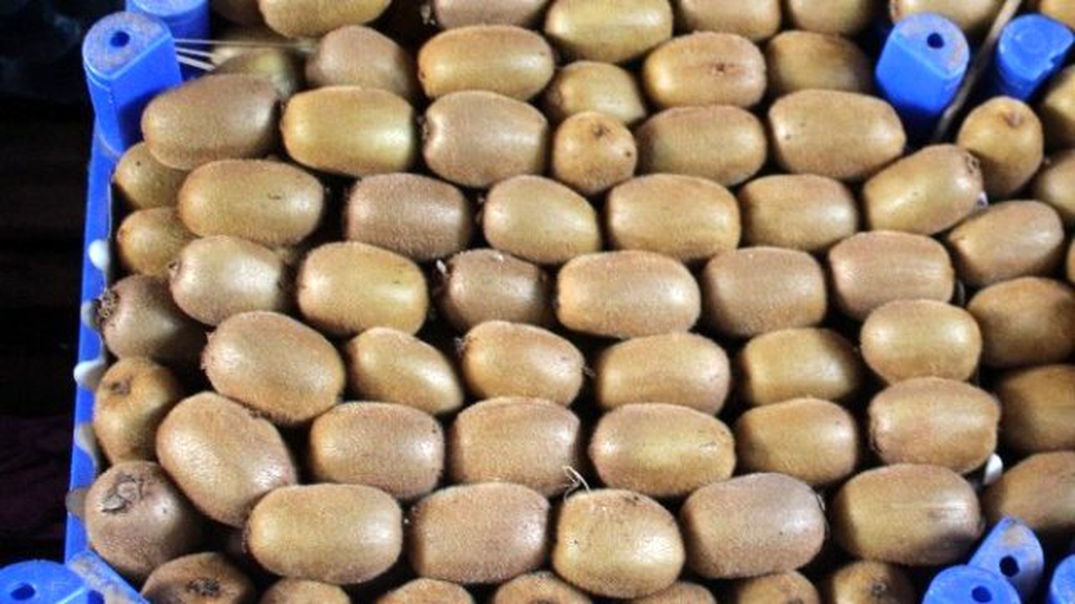 Ordu Kividen 13 Milyon Lira Kazandı