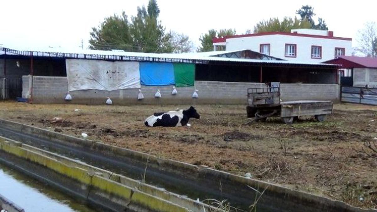 Osmaniye\'de Şap Karantinası