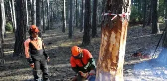 Ormanlar İşte Böyle Gençleştiriliyor