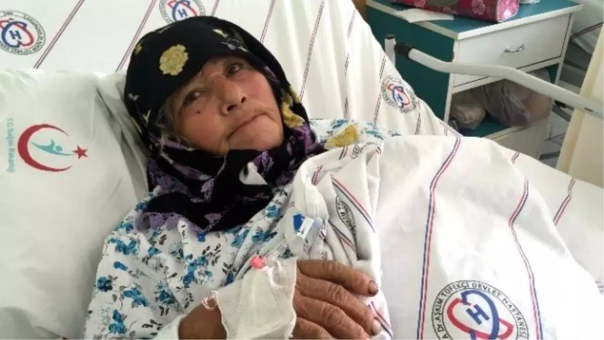 Bahçesindeki Ağaçta Zeytin Toplayan Kadın, Kuş Sanılarak Vuruldu