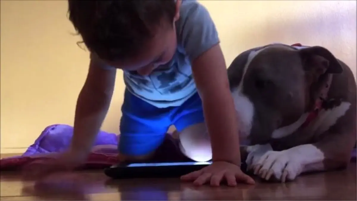 Küçük Arkadaşının İlgisini Çekmeye Çalışan Sevimli Köpek