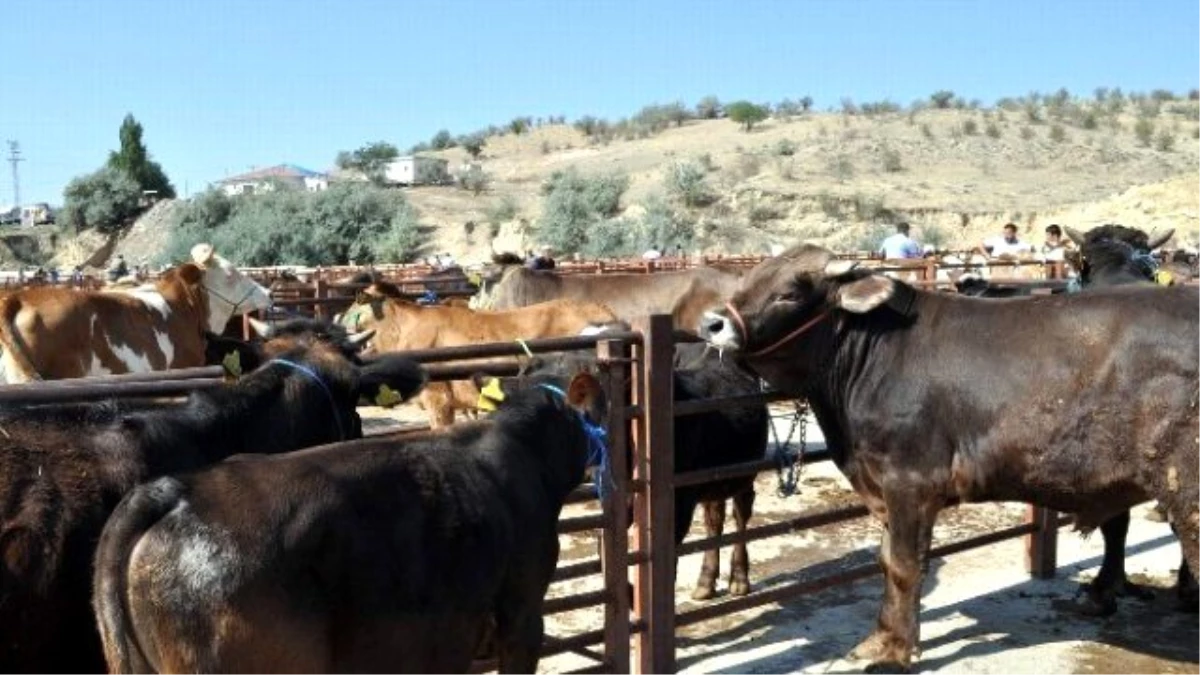 Nevşehir Hayvan Pazarı Kapatıldı