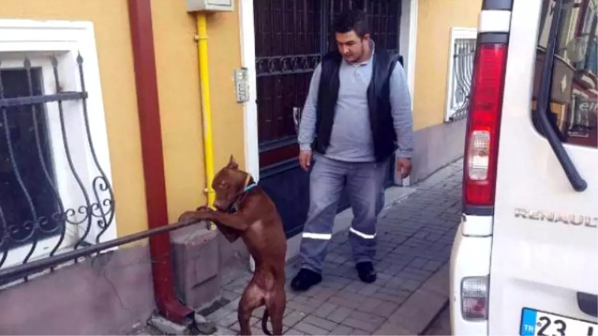 Pitbull Çocuğa Saldırdı