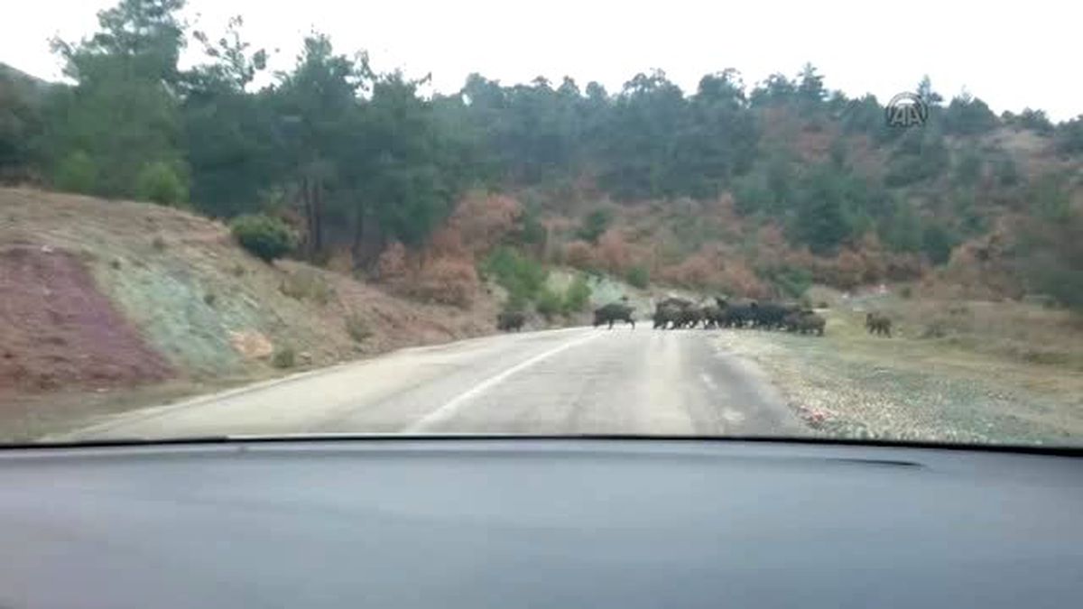 Eskişehir'de Yaban Domuzu Sürüsü Böyle Görüntülendi