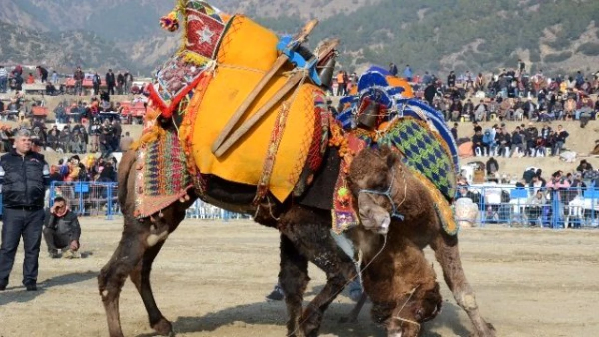 Buharkent Güreşi Festivale Dönüştü