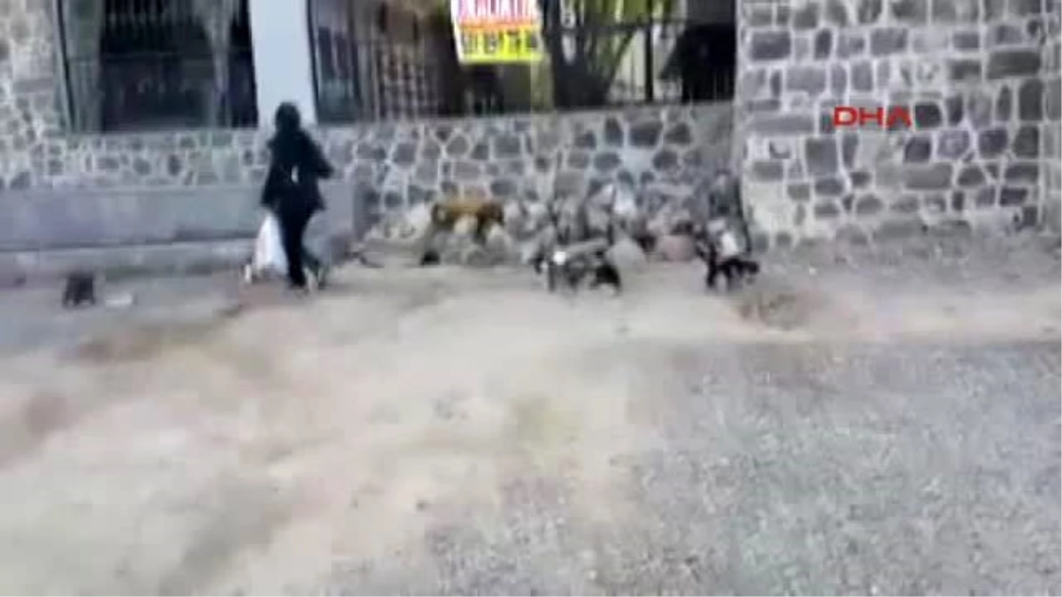 Diyarbakır Hayvanseverler, Operasyon ve Çatışmanın Sürdüğü Sur\'daki Hayvanlara Mama Bıraktı