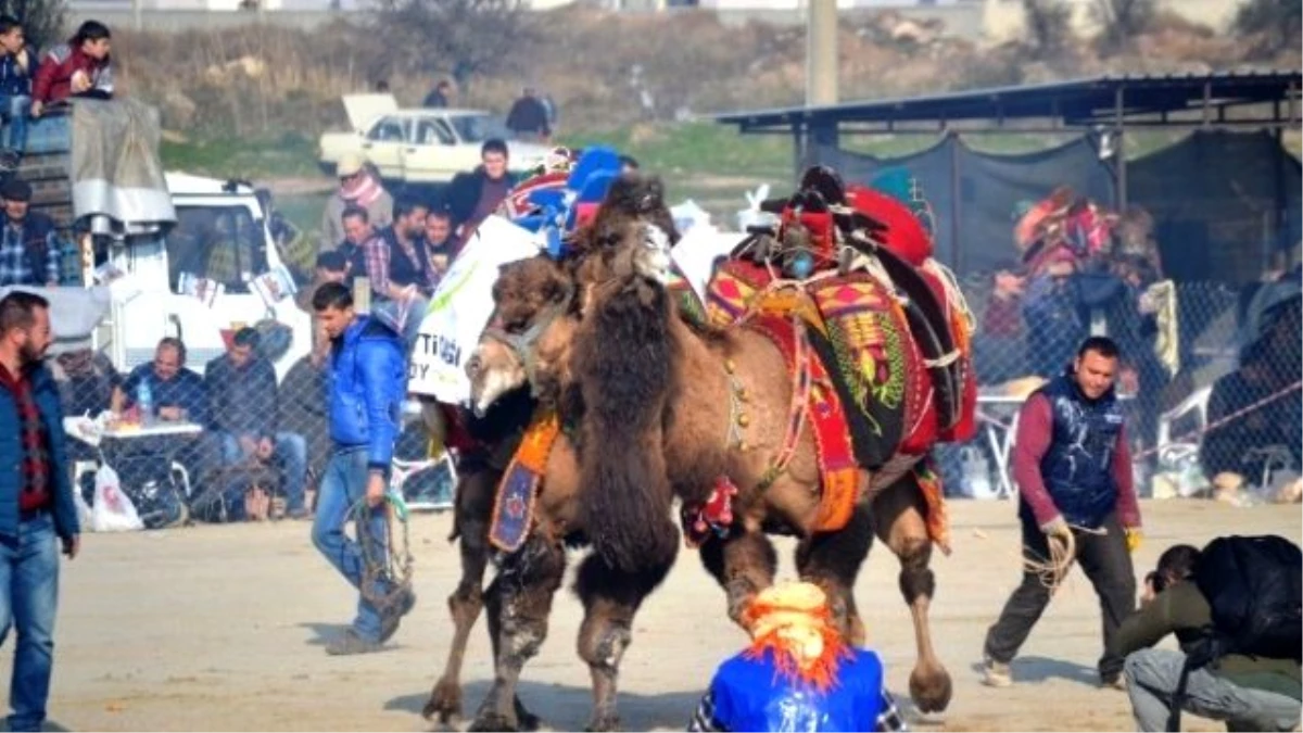 Ayvalık\'ta 12.deve Güreşi Festivali Şölen Havasında Gerçekleşti