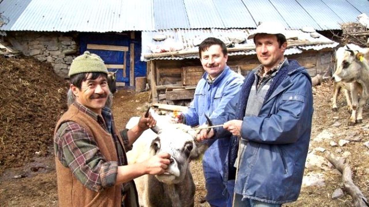 Burhaniye\'de Sığırlara Şap Aşısı Yapılacak