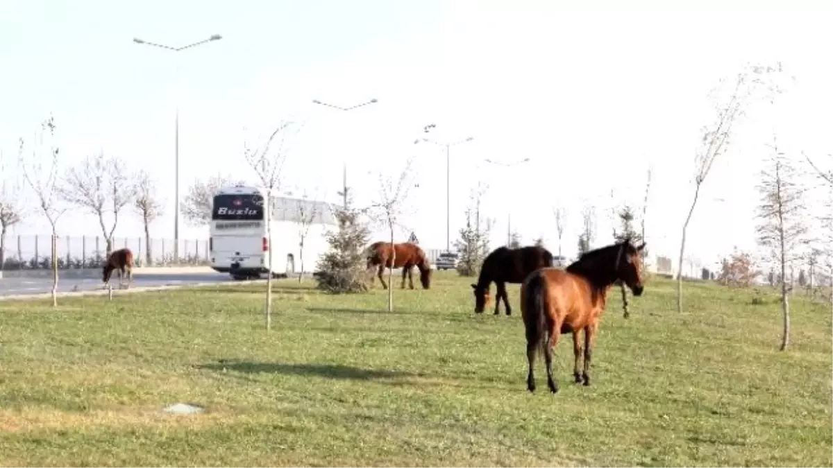 Çevreyolunda At Tehlikesinin Önüne Geçilemiyor