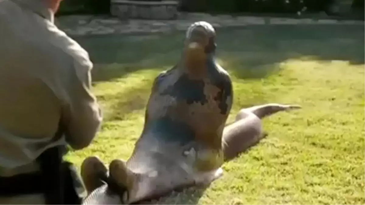 Dev Yılan Belgeselciyi Böyle Yuttu!