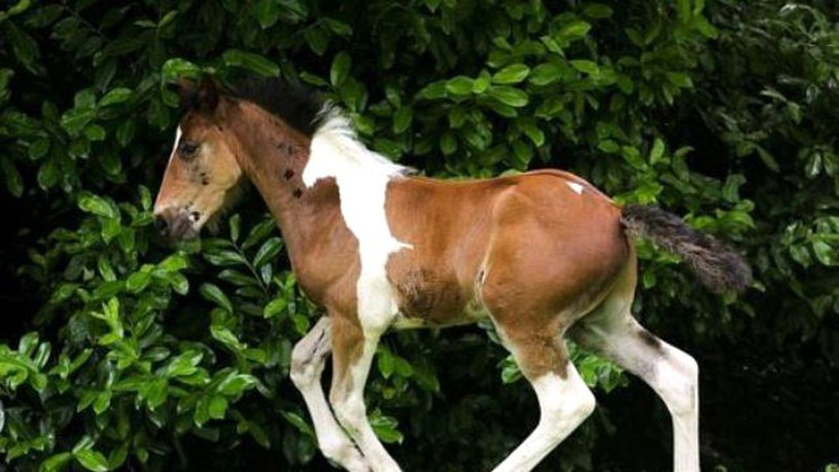 Photoshop Değil Gerçek! Atın Üzerinde At Deseni Var