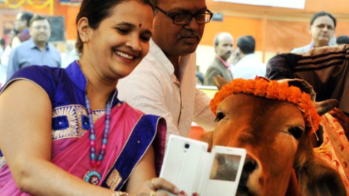 Hindistan'da İnsanlar İneklerle Selfie Çektiriyor