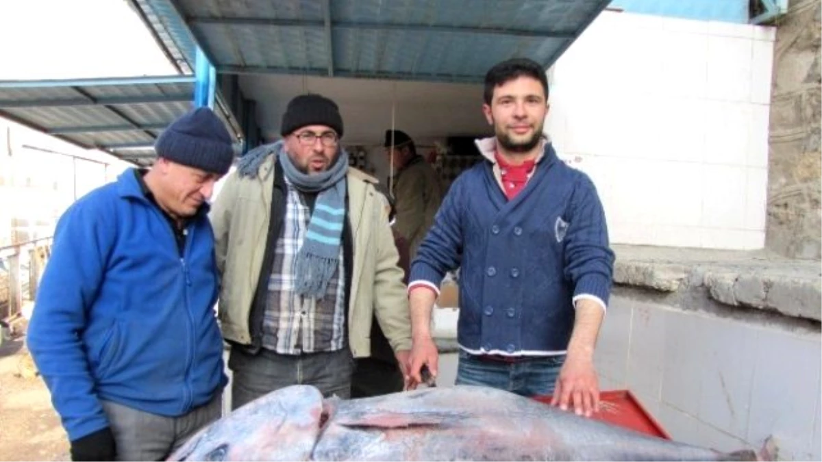 Hisarcık\'ta 100 Kiloluk Orkinos Balığı İlgi Odağı