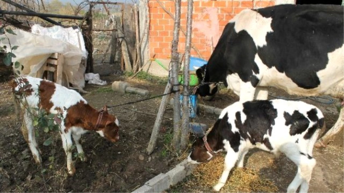 İnek Milyonda Bir Gerçekleşen Doğum Yaptı