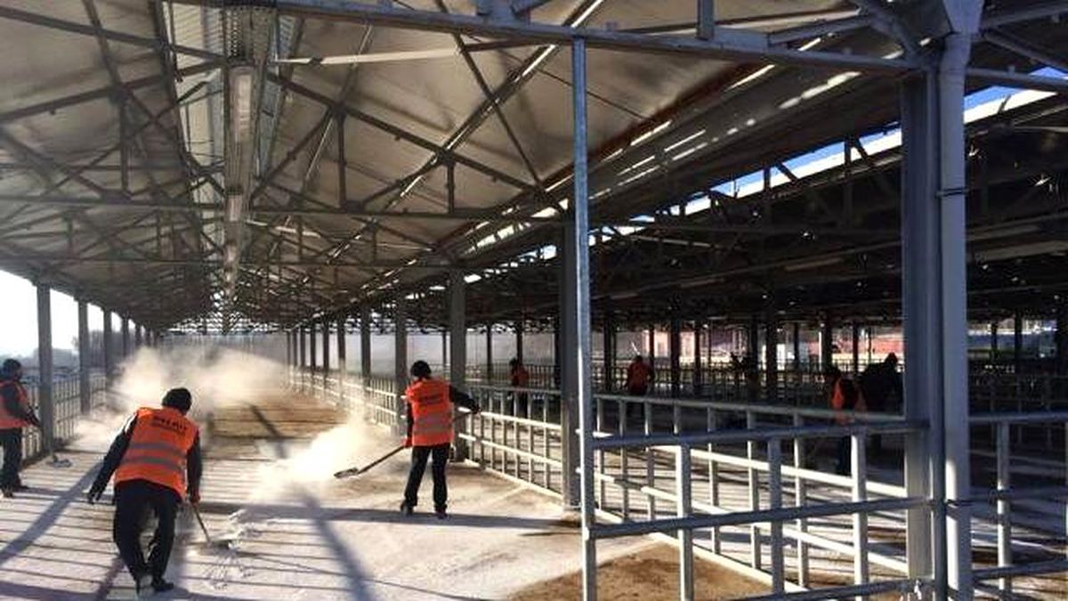 Gümüşhane\'de Nepal Tip Şap Aşılaması Başladı
