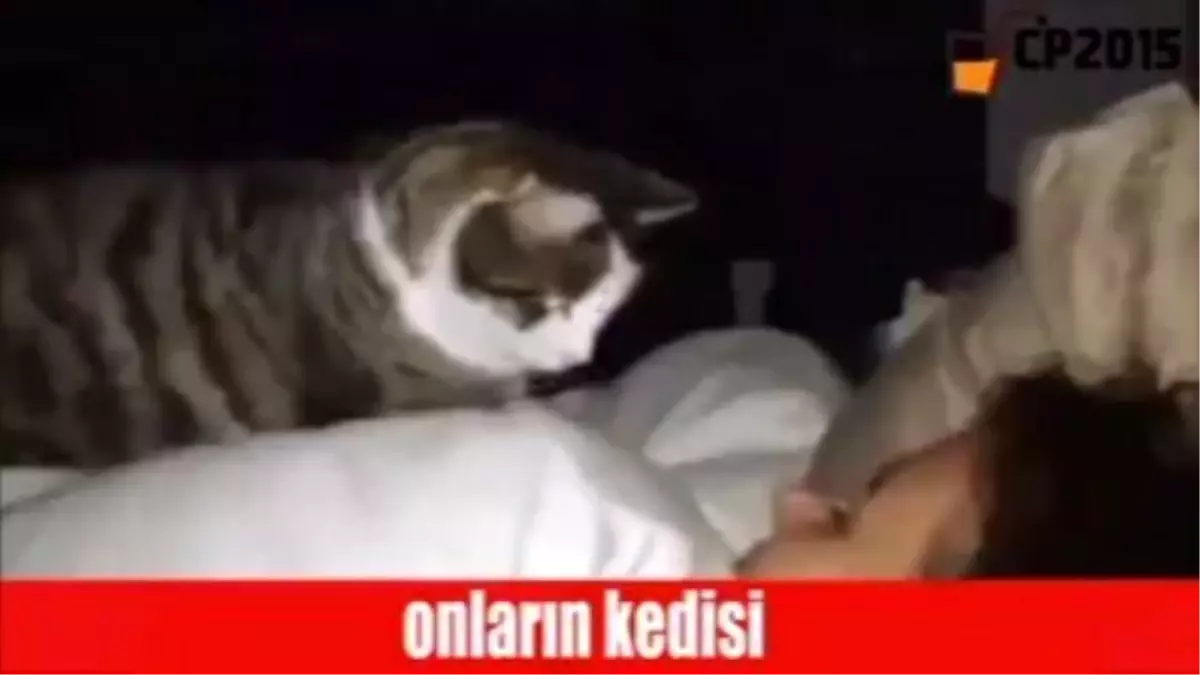 Onların Kedisi / Bizim Kedimiz