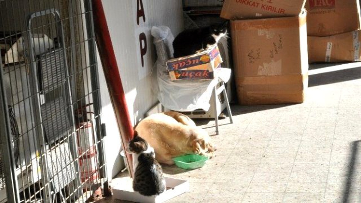 Kediyle Köpeğin İmrendiren Dostluğu