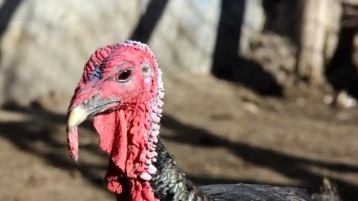 Yılbaşı Hindileri Elde Kalıyor, Çerezler Tezgahları Süslüyor