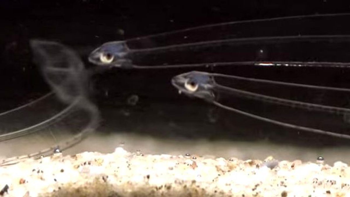 Şeffaf Balık Görenleri Hayrete Düşürüyor