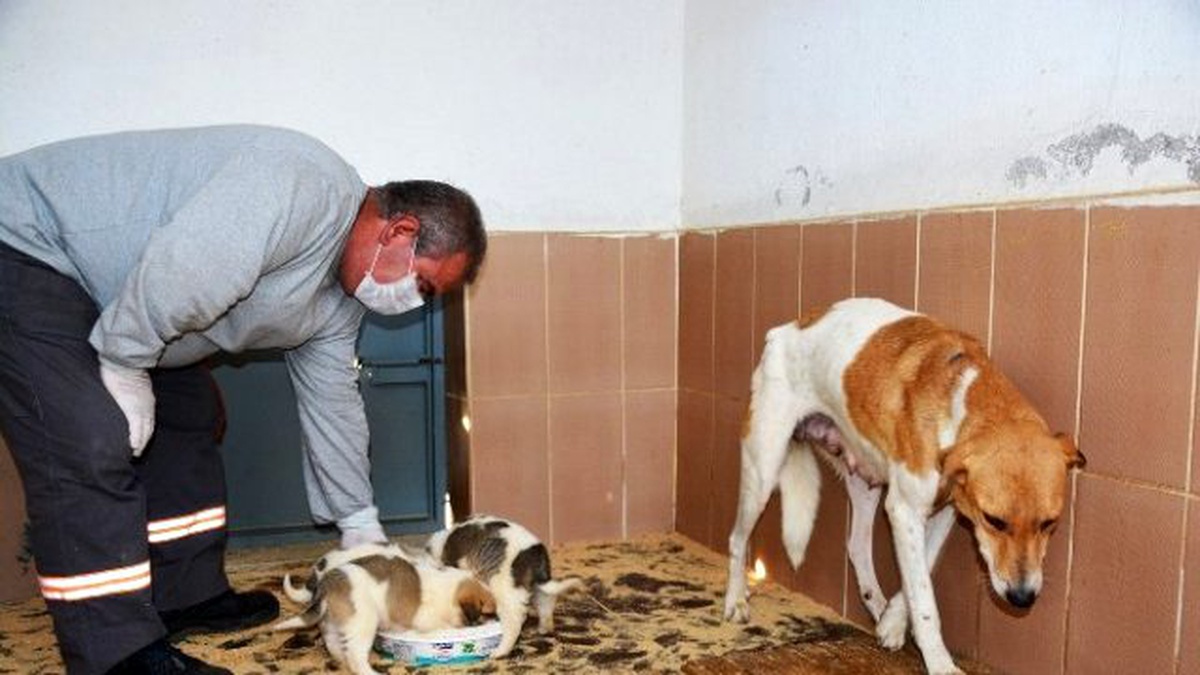 Torbalı\'da Sokak Hayvanlarına Beş Yıldızlı Bakımevi