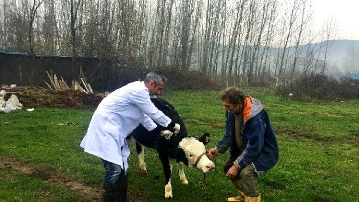 Bartın\'da \'Nepal Şapı\' Karantinası