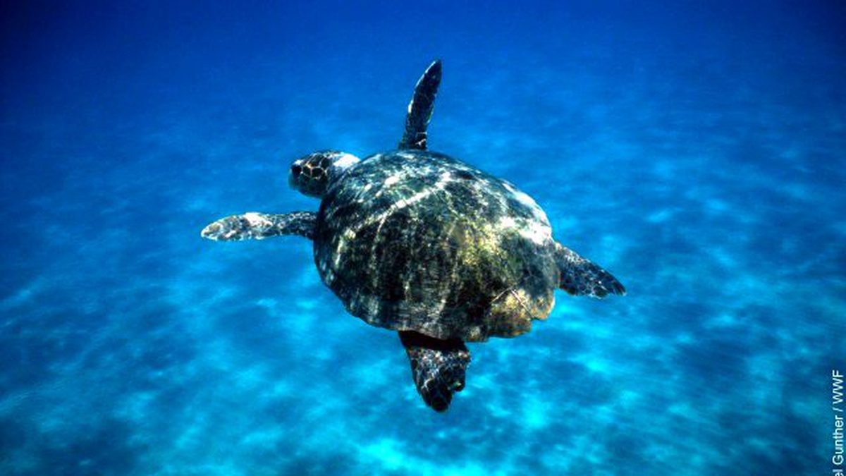 Caretta Caretta\'lardan Güzel Haber Var