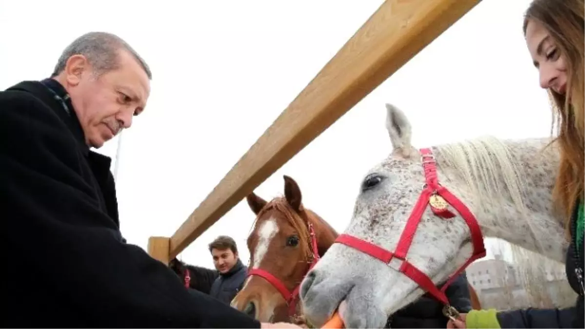 Cumhurbaşkanı Erdoğan, Atlara Havuç Yedirdi