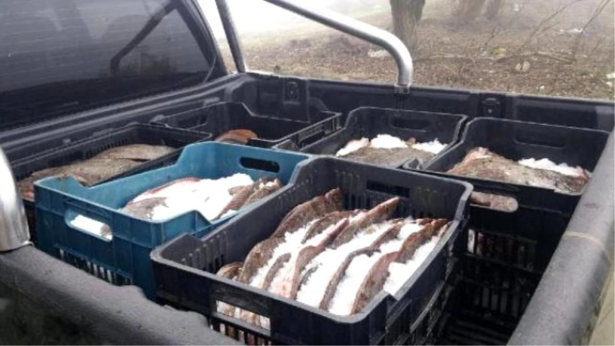 Edirne\'de 685 Kilo Kaçak Kalkan Balığı Ele Geçirildi