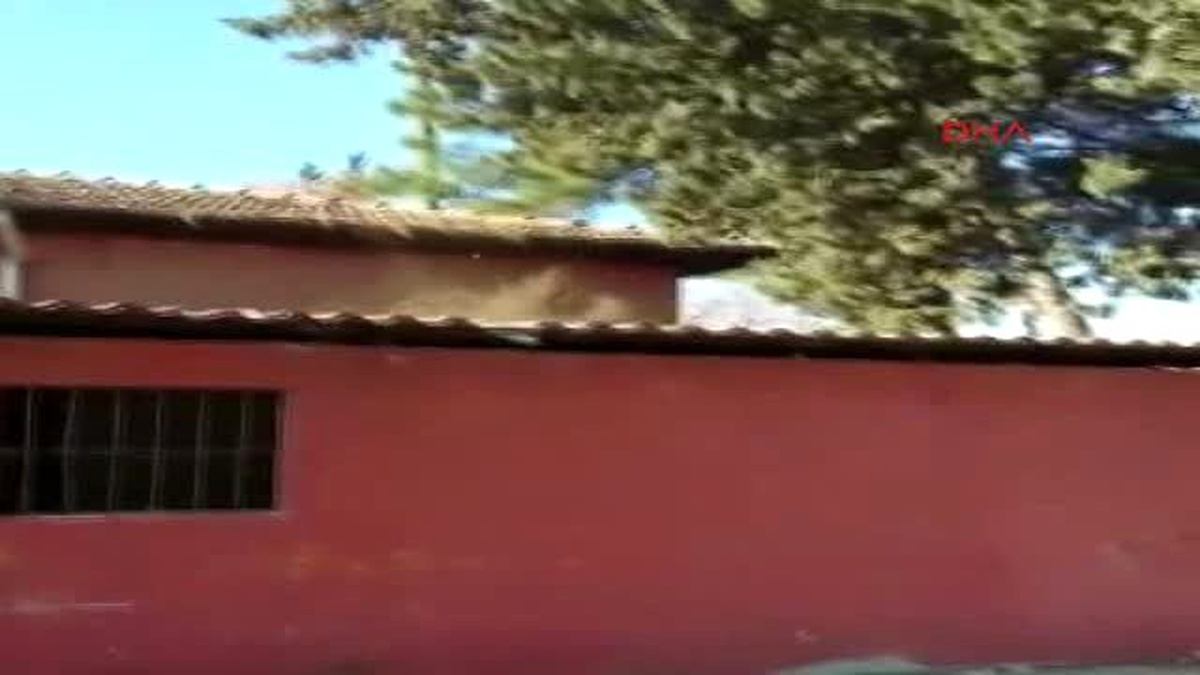 Kadirli - Kesimden Kaçan İnek Çatıya Çıktı