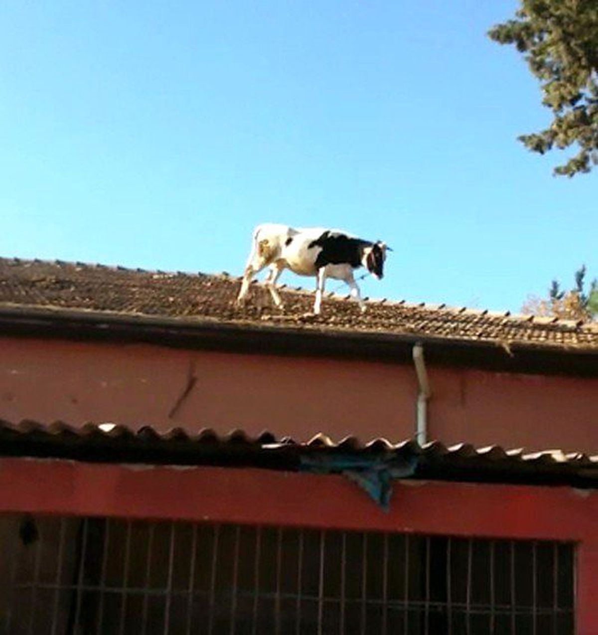 Kesime Getirildiği Sırada Kaçan İnek, Çatıya Çıktı