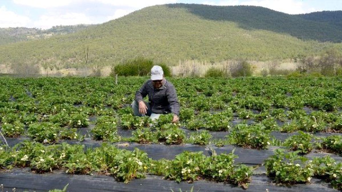 Tarımsal Destekler 2016\'da da Devam Edecek