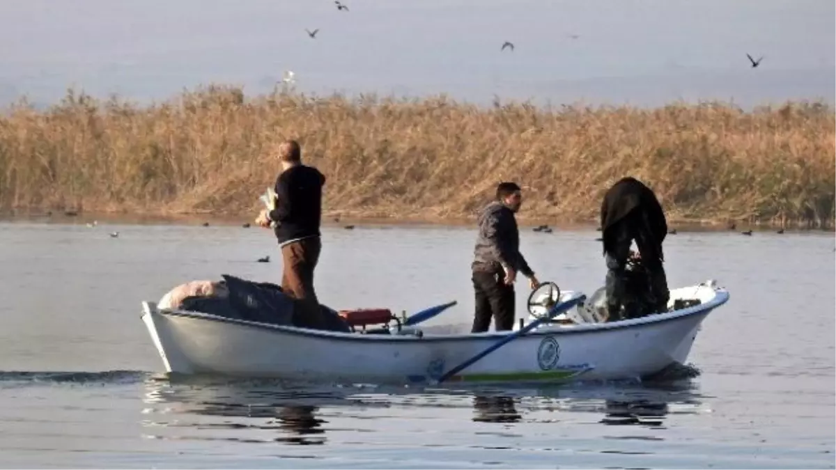 Uluabat Gölündeki Kuşlara Yem Bırakıldı