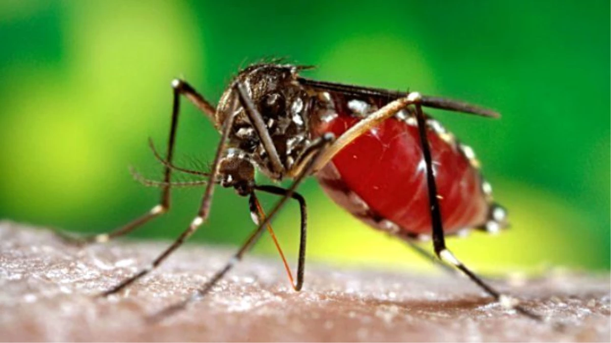 Zika Virüsü, Brezilya\'nın Gelecek Neslini Tehdit Ediyor
