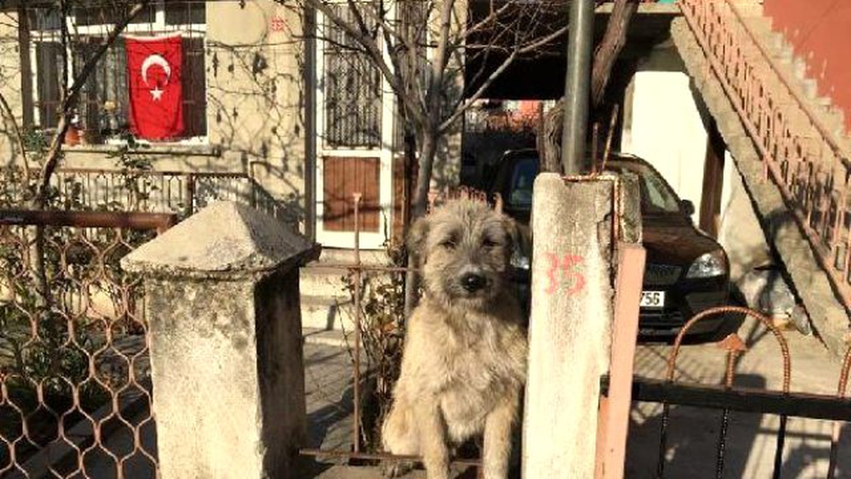 Bahçe Korkuluğuna Sıkışan Köpeği İtfaiye Kurtardı
